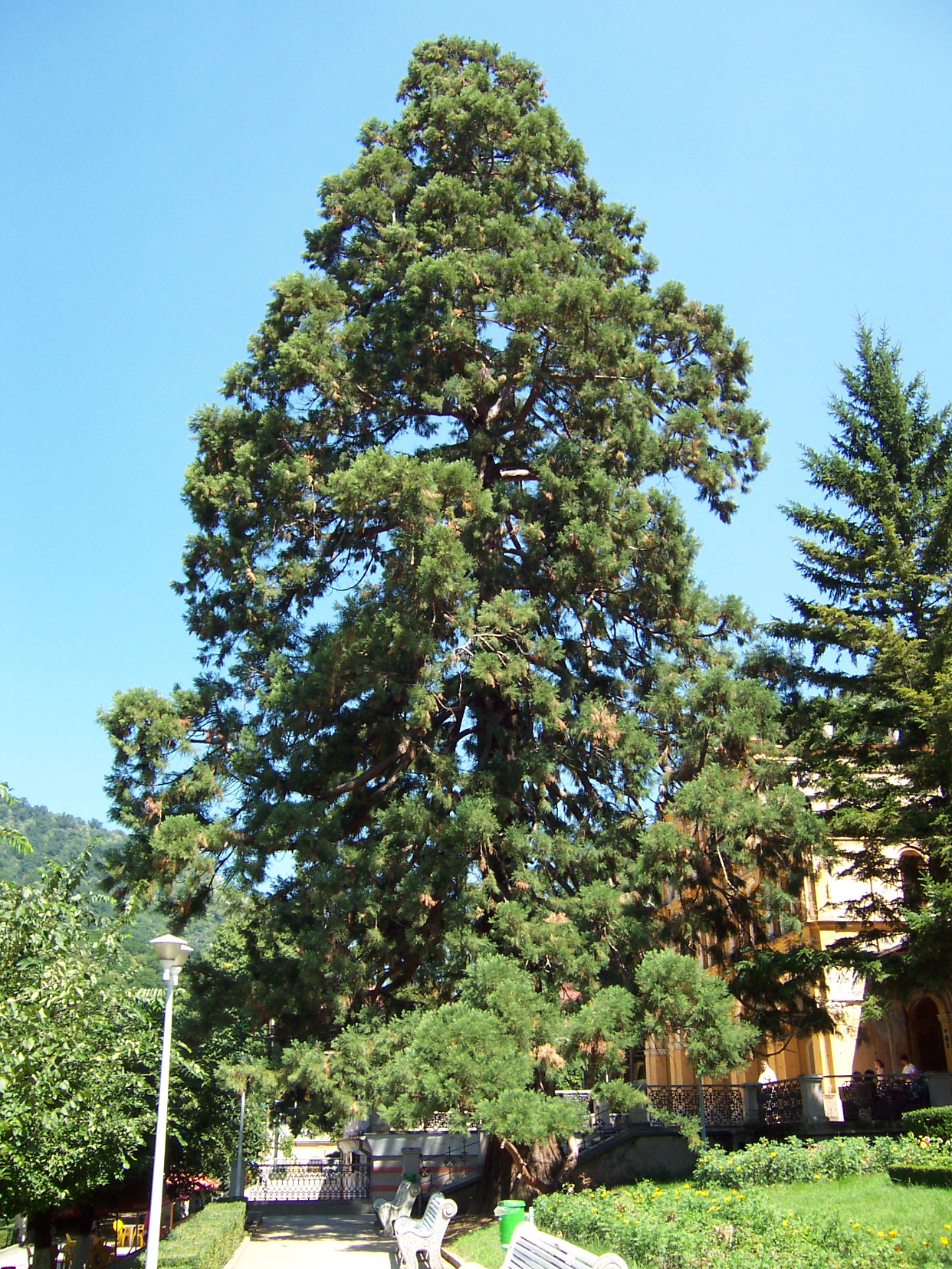 Baile Hecrulane - Sequoia Gigantea